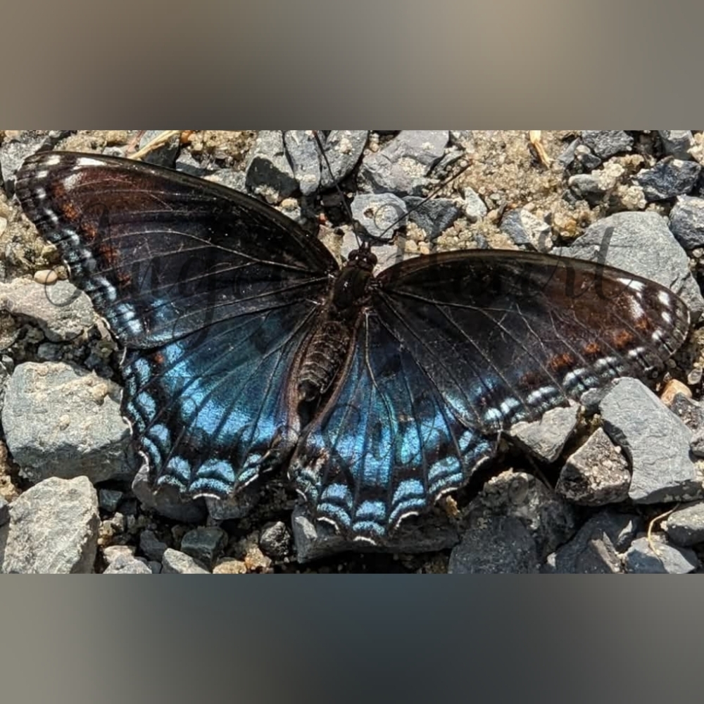 5x7 Original Photography Of Red Spotted Purple Butterfly Sunbathing Phot…
